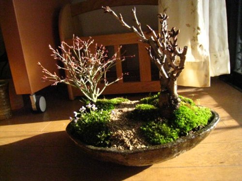 Amazon | 桜ともみじの寄せ植え もみじサクラ盆栽信楽植え1鉢 | 盆栽